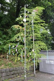 bamboo decorated for tanabata