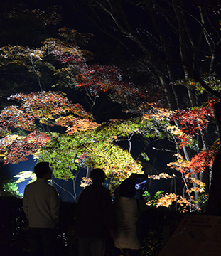 過去開催「夜の民家園」の様子